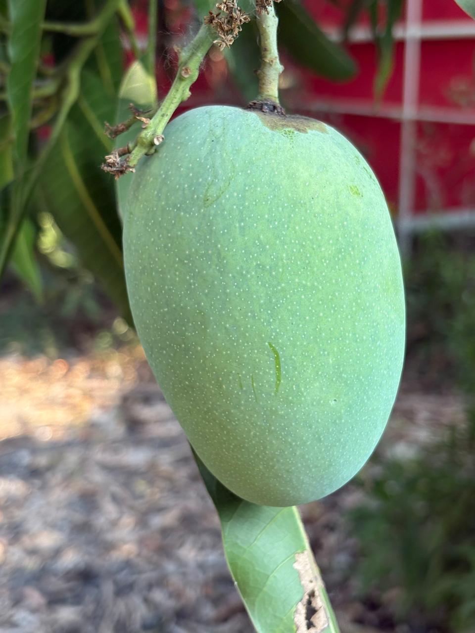 Single organic raw green mango hanging from a leafy tree branch at Wada