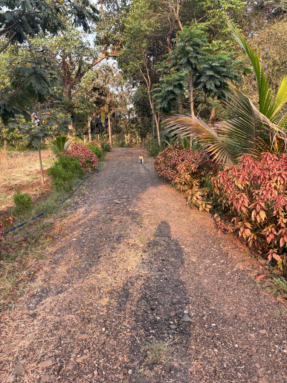 Charming garden pathway surrounded by dense native foliage and trees