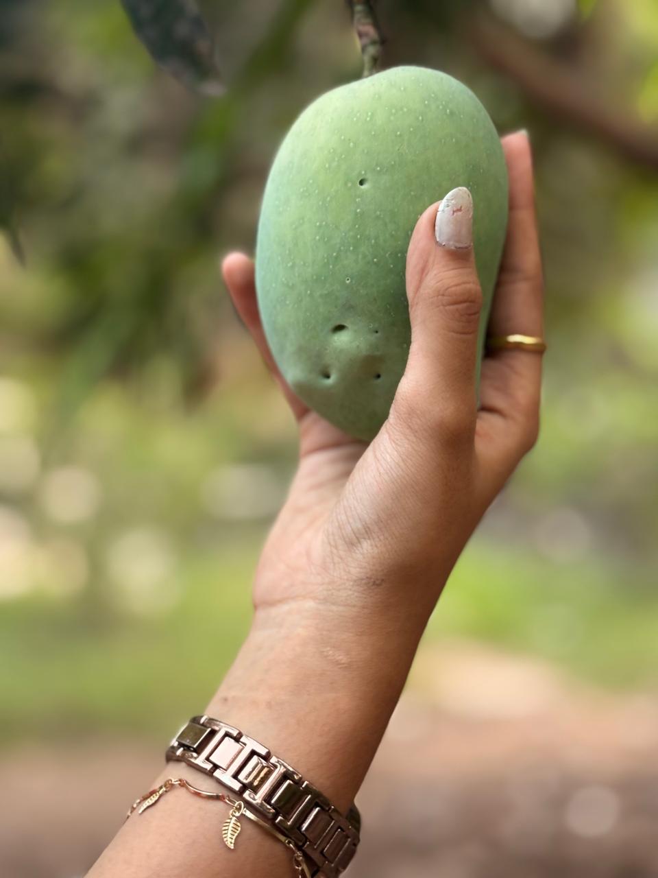 Freshly plucked large organic green mango held in hand at the orchard