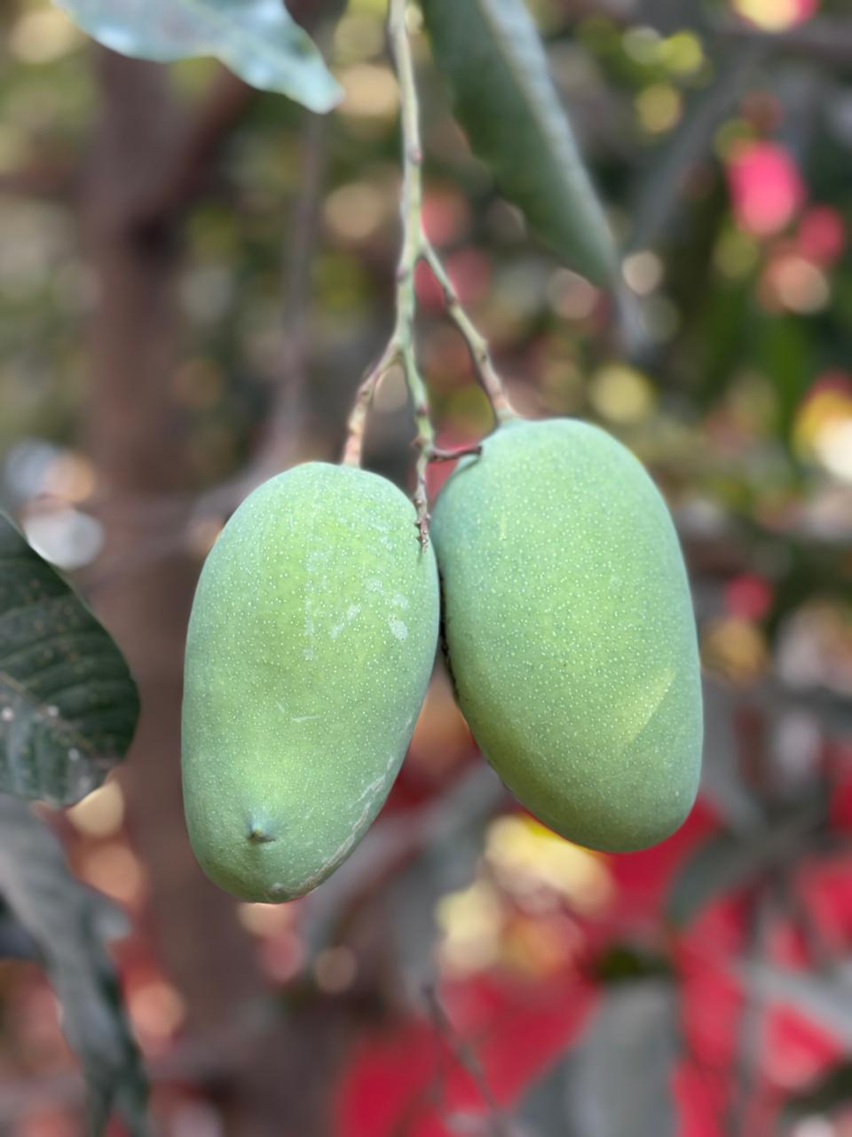 Pair of raw green mangoes growing on a fruit-laden branch in the farm orchard