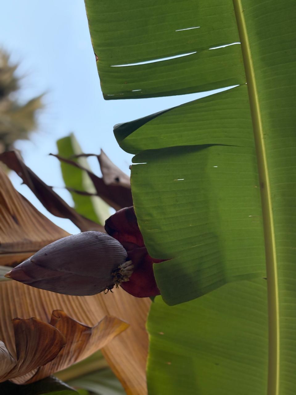 Vibrant purple banana flower bud starting to grow in the tropical garden