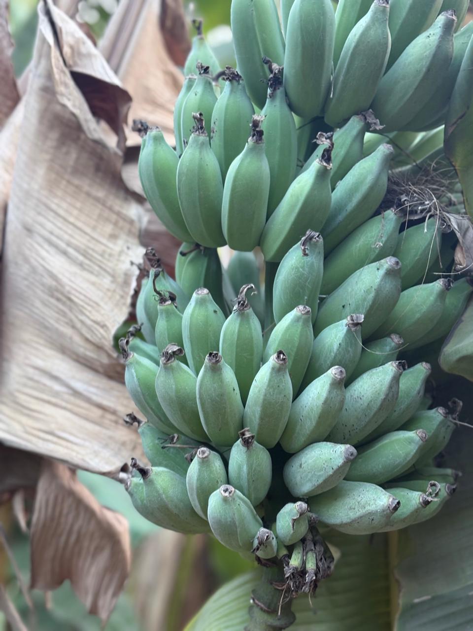 Huge bunch of organic green bananas growing directly on a banana tree