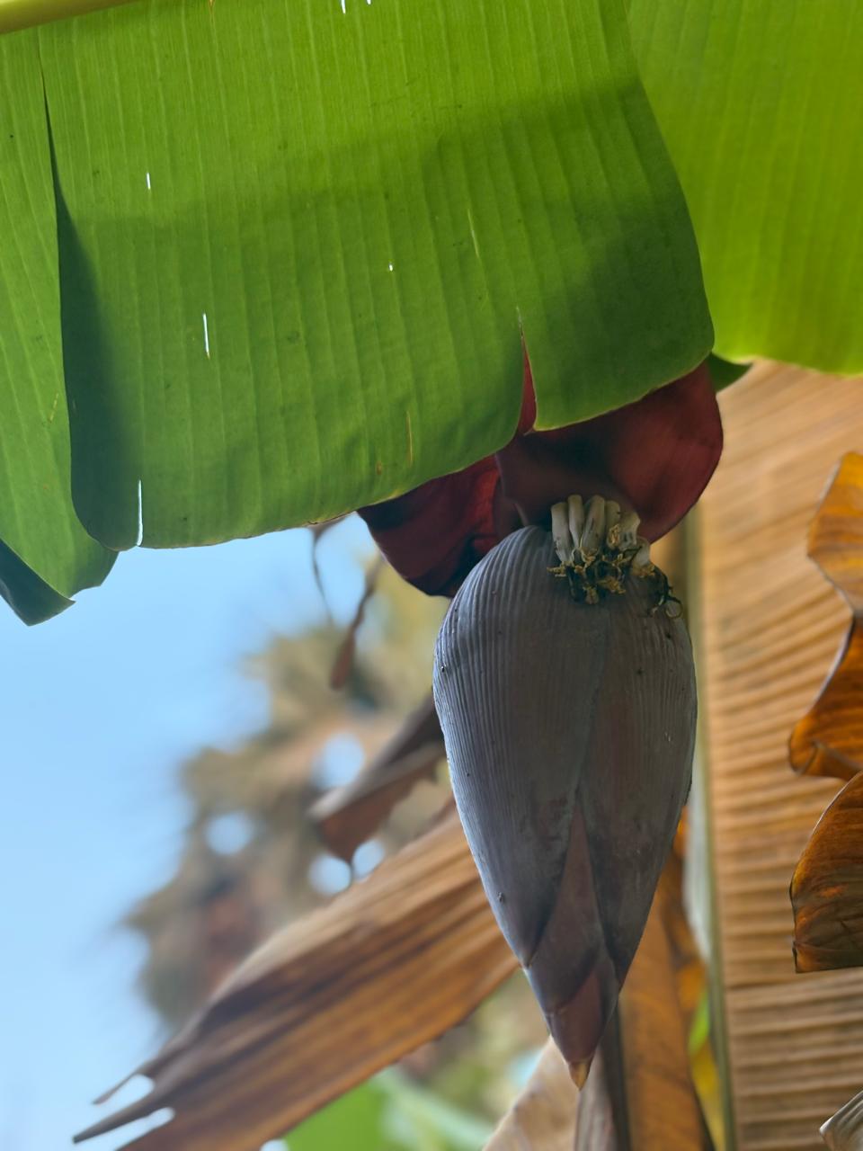 Close-up of a large tropical banana bud surrounded by green leaves