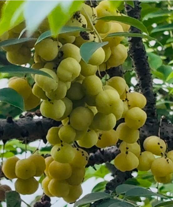 Heavy clusters of fresh yellow amla or star gooseberries growing on a branch