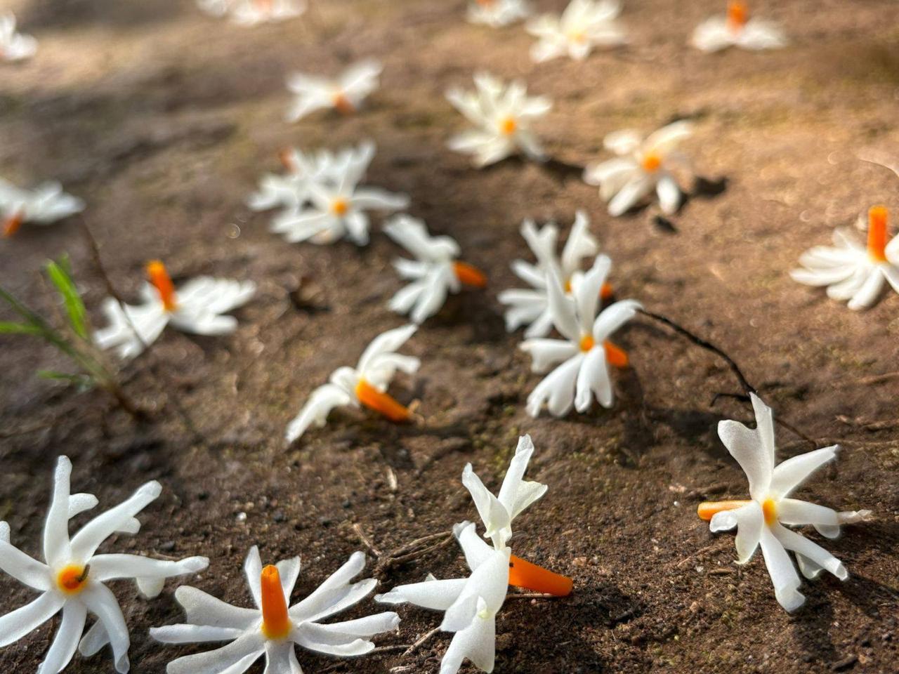 Delicate white parishat flowers fallen gently on the organic farm soil